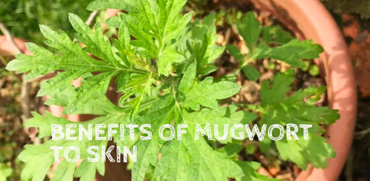 Benefits of Mugwort to Skin